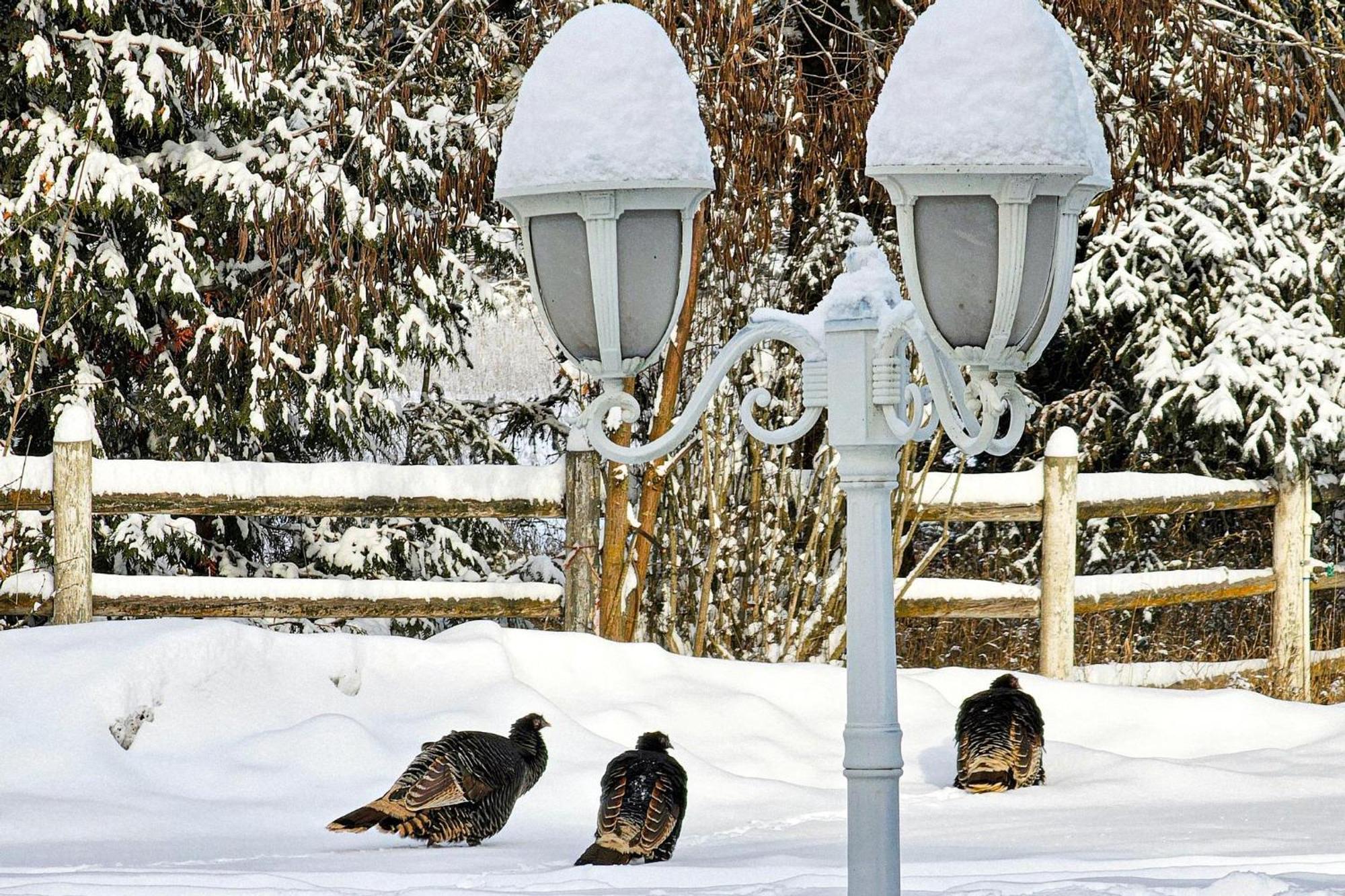 Kettle Falls Gardenview Estate Bed And Breakfast المظهر الخارجي الصورة